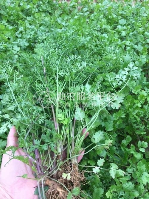 大理市果蔬种植专业合作社供应量2吨图5