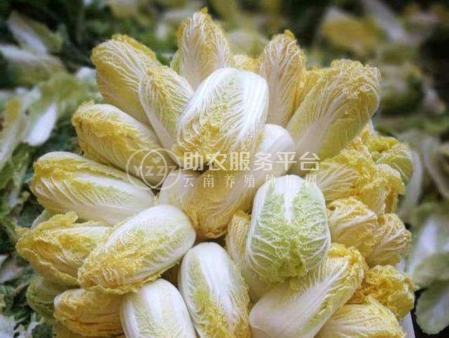 大理弥渡蔬菜种植专业合作社供应量4吨图2