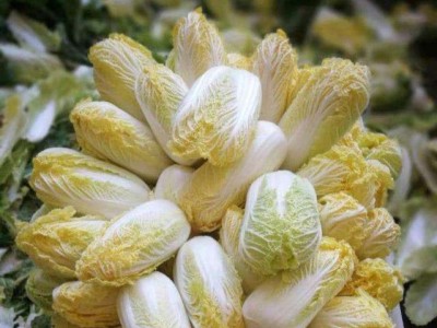 大理弥渡蔬菜种植专业合作社供应量4吨图2