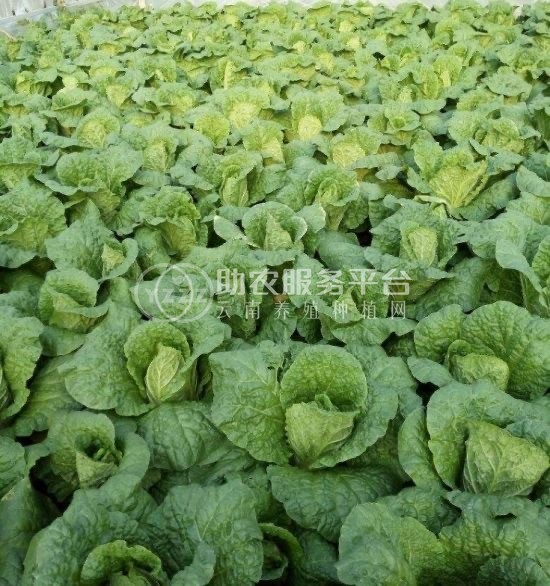 大理弥渡蔬菜种植专业合作社供应量4吨图5