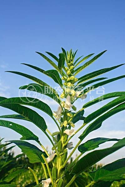 楚雄芝麻种植专业合作社供应量2吨图5