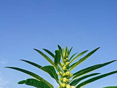 楚雄芝麻种植专业合作社供应量2吨图5