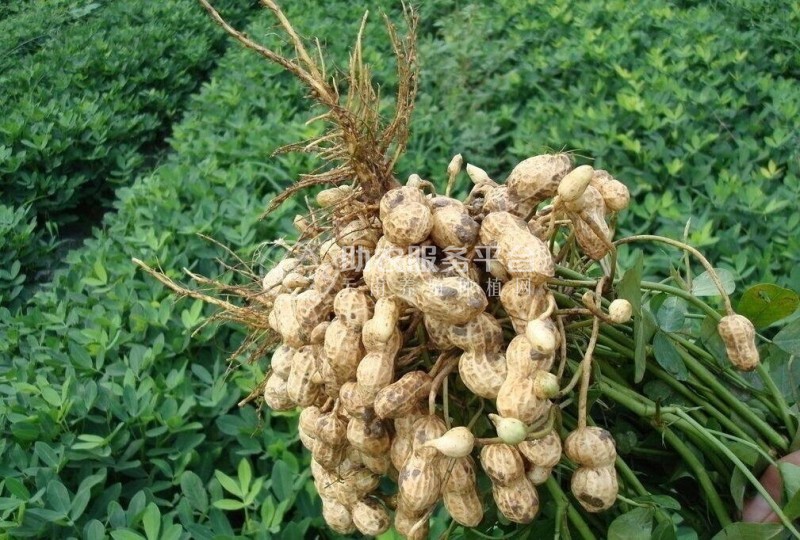 楚雄花生种植专业合作社供应量6吨图1