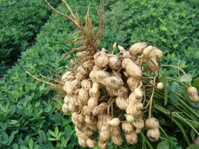 楚雄花生种植专业合作社供应量6吨