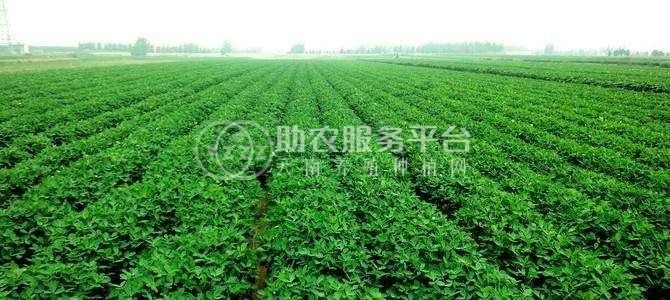 楚雄花生种植专业合作社供应量6吨图2