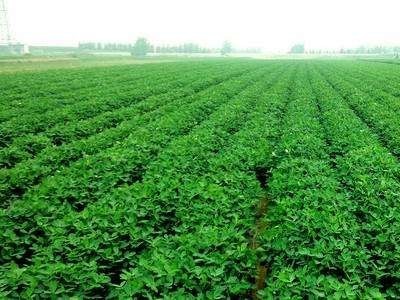 楚雄花生种植专业合作社供应量6吨图2