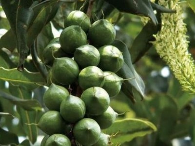 昆明干果种植基地供应量90吨图2
