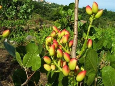 昆明干果种植基地供应量90吨图3