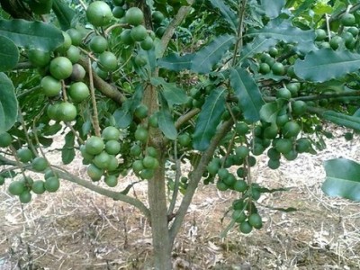昆明干果种植基地供应量90吨图4