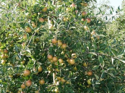红河个旧市苹果植基地供应量 15吨图5