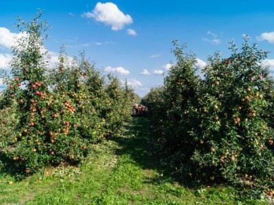 红河个旧市苹果植基地供应量 15吨图6