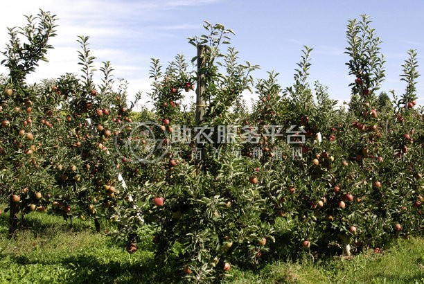 红河个旧市苹果植基地供应量 15吨图8