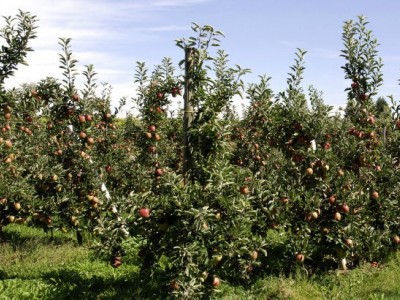 红河个旧市苹果植基地供应量 15吨图8