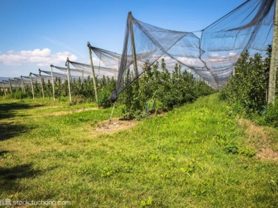 红河个旧市苹果植基地供应量 15吨图9