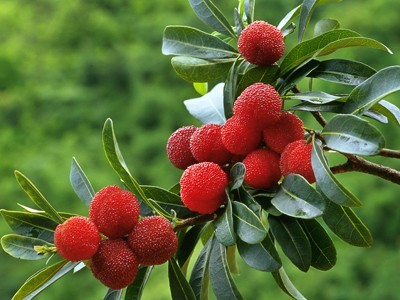 昆明梅子种植基地供应量9吨图3