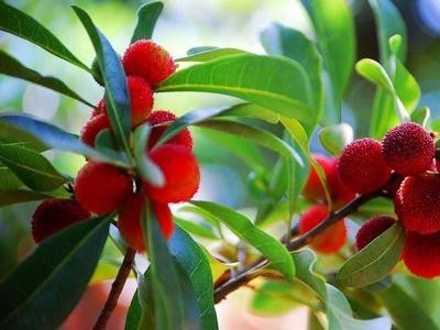 昆明梅子种植基地供应量9吨