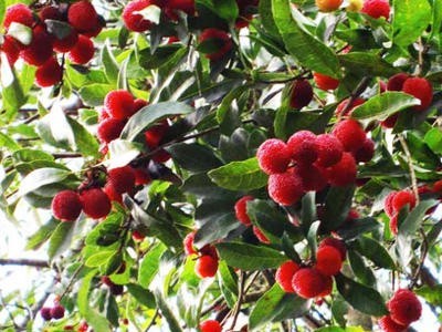 昆明梅子种植基地供应量9吨图2