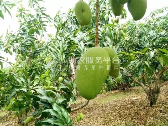 红河个旧家青台芒果种植基地  供应量 16吨图2