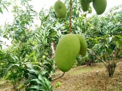 红河个旧家青台芒果种植基地  供应量 16吨图2
