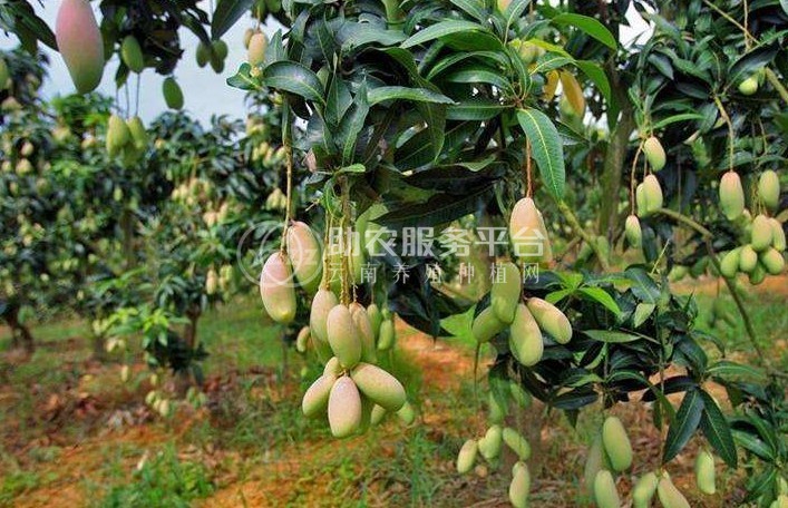 红河个旧家青台芒果种植基地  供应量 16吨图1