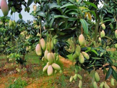 红河个旧家青台芒果种植基地  供应量 16吨