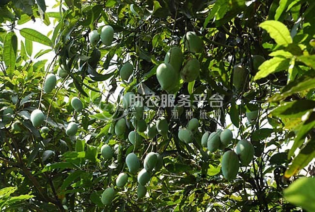 红河个旧家青台芒果种植基地  供应量 16吨图5