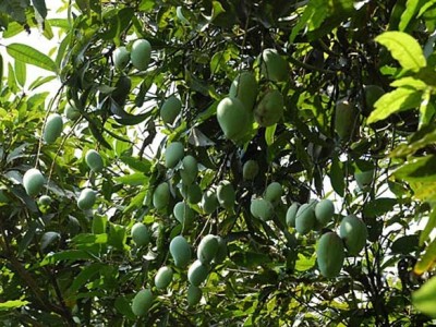 红河个旧家青台芒果种植基地  供应量 16吨图5