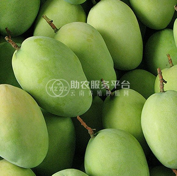 红河个旧家青台芒果种植基地  供应量 16吨图6