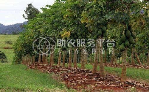 红河个旧家青台芒果种植基地  供应量 16吨图4