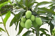 红河个旧家青台芒果种植基地  供应量 16吨图3