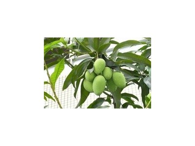 红河个旧家青台芒果种植基地  供应量 16吨图3