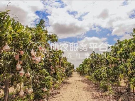 红河个旧家青台芒果种植基地  供应量 16吨图7