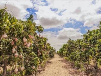 红河个旧家青台芒果种植基地  供应量 16吨图7