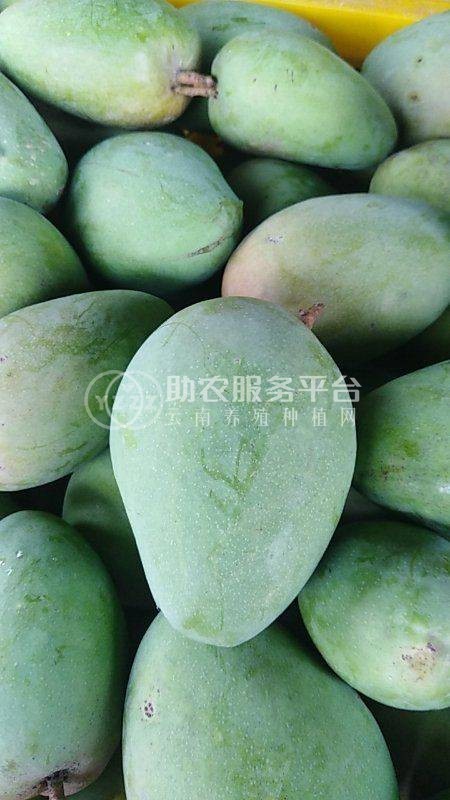 红河个旧家青台芒果种植基地  供应量 16吨图9