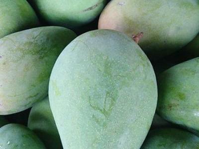 红河个旧家青台芒果种植基地  供应量 16吨图9