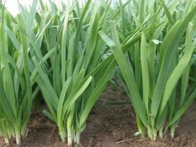 大理韭菜种植基地供应量8吨