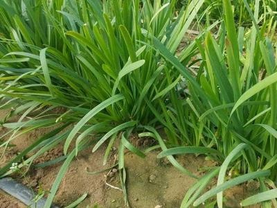 大理韭菜种植基地供应量8吨图2