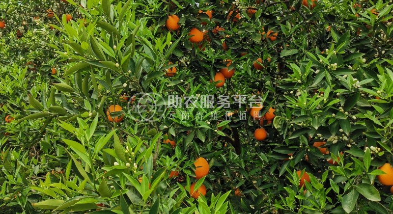 红河晴子橙子种植基中心  供应量15吨图1