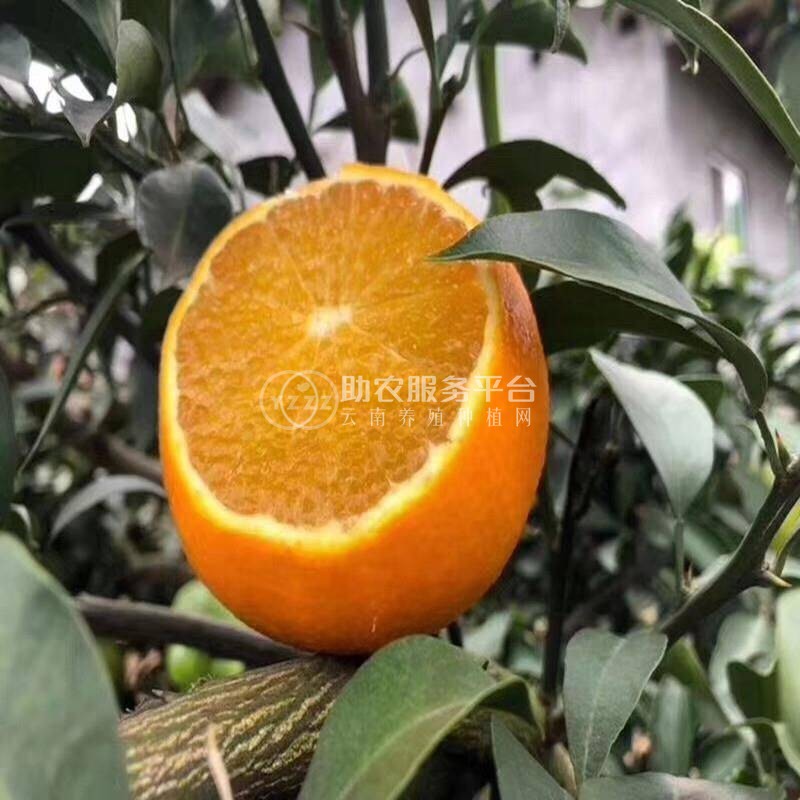 红河晴子橙子种植基中心  供应量15吨图4