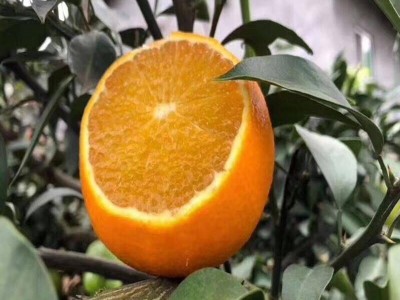 红河晴子橙子种植基中心  供应量15吨图4