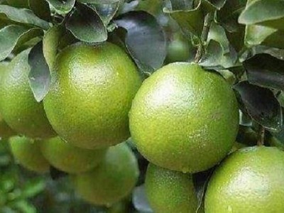 红河晴子橙子种植基中心  供应量15吨图2