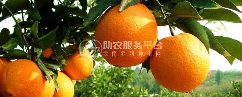 红河晴子橙子种植基中心  供应量15吨图6