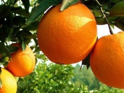 红河晴子橙子种植基中心  供应量15吨图6