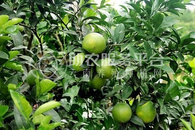 红河晴子橙子种植基中心  供应量15吨图5