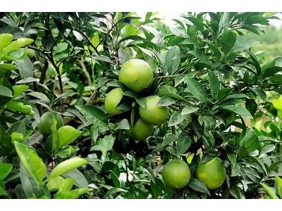 红河晴子橙子种植基中心  供应量15吨图5