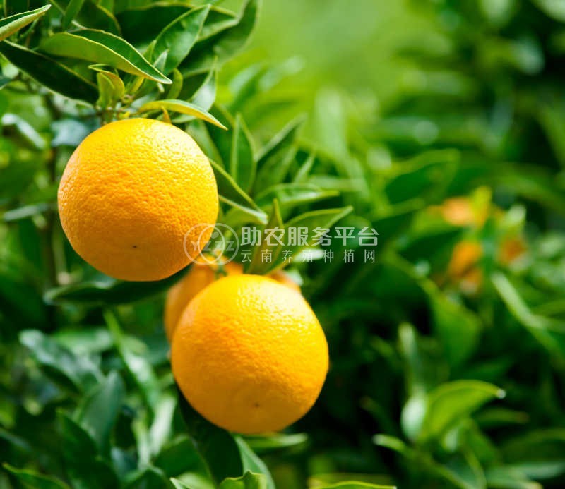 红河晴子橙子种植基中心  供应量15吨图8