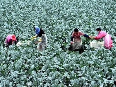 昆明西兰花种植基地供应量7吨图2