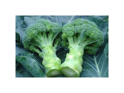 昆明西兰花种植基地供应量7吨图4