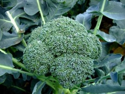 昆明西兰花种植基地供应量7吨