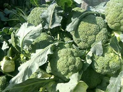 昆明西兰花种植基地供应量7吨图3
